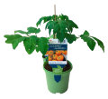 Tomatplanter mix i 11 cm potte